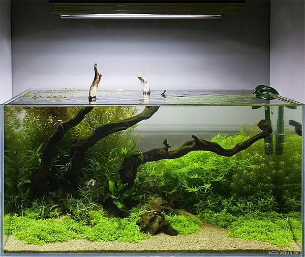 Akwarium Naturalne