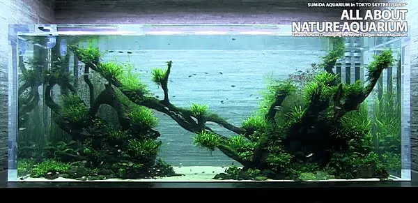 Sumida Aquarium - Takashi Amano