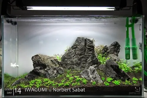 Iwagumi by Norbert Sabat – Dzień 14