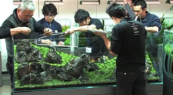Nature Aquarium Gallery