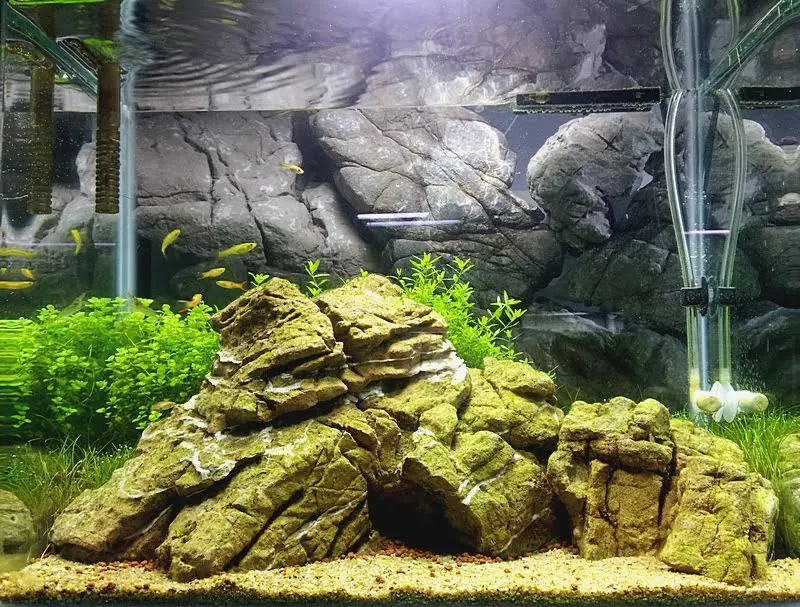 Aquatic Nature Cocoon 5