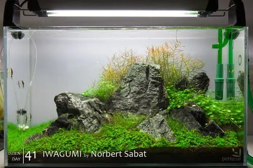 Norbert Sabat - Iwagumi Day 41