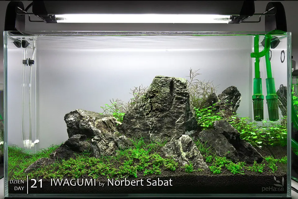 Iwagumi - Norbert Sabat - Day 21