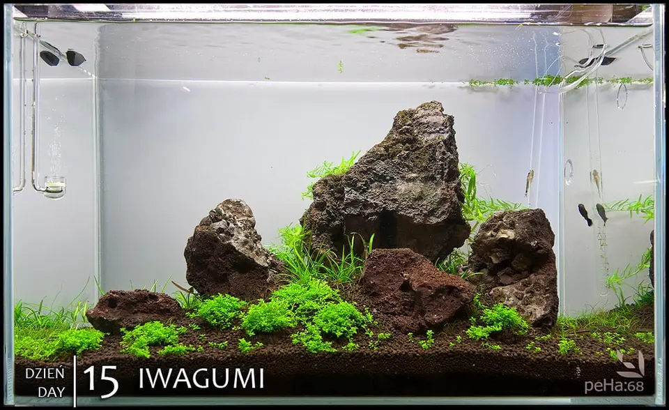 Iwagumi na lawie - dzień 15