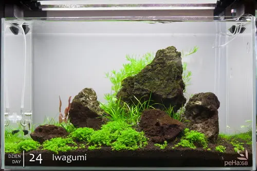 Optiwhite 60x30x36cm - Iwagumi