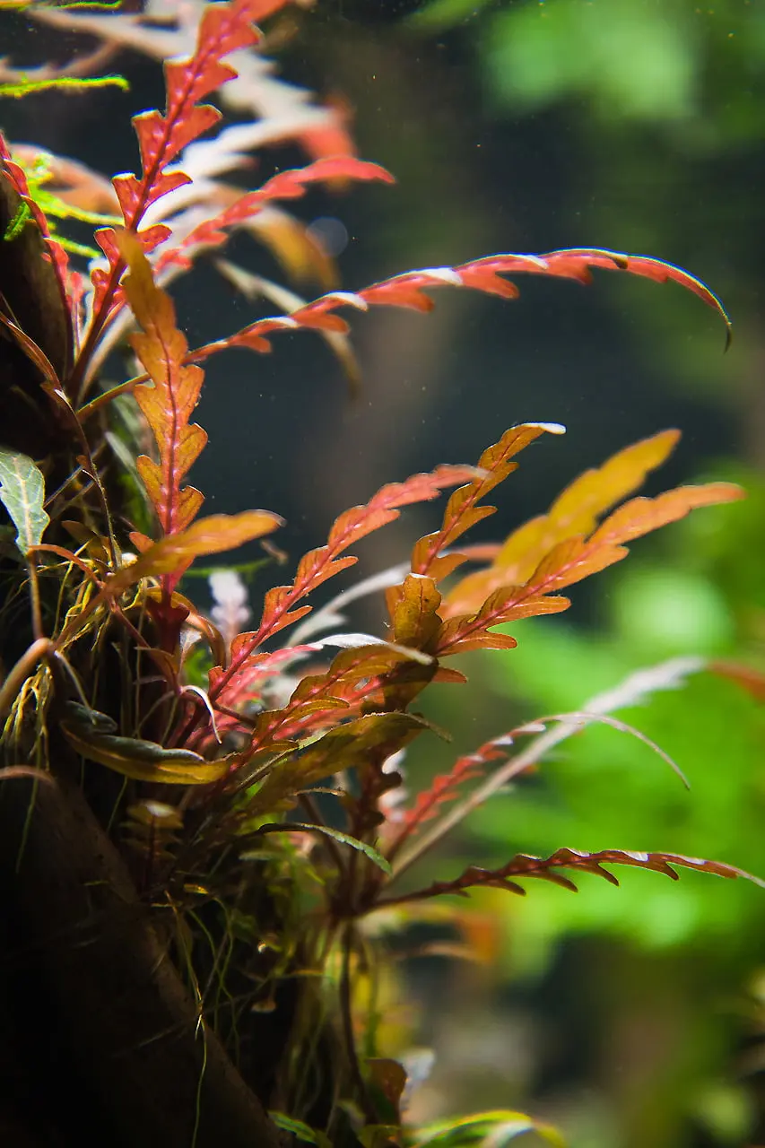 Hygrophila Pinnatifida