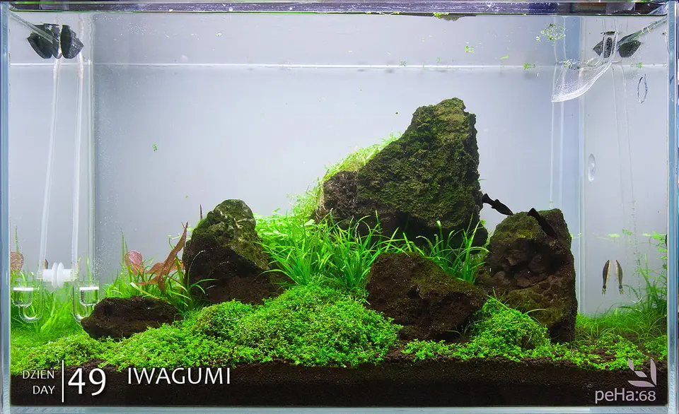 Iwagumi - after trimming
