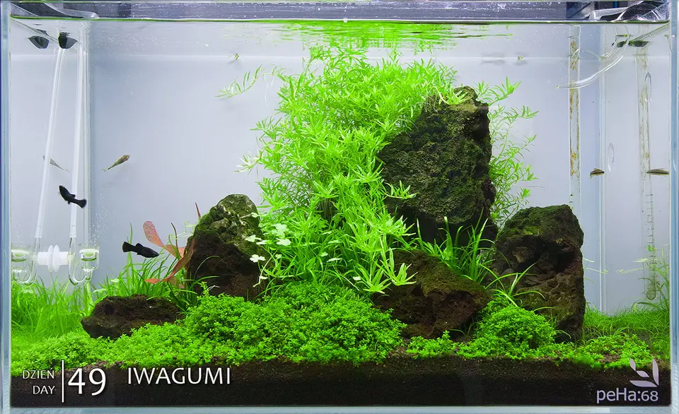 Iwagumi - before trimming