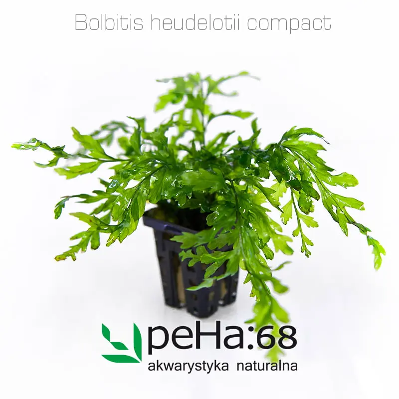 Bolbitis heudelotii compact
