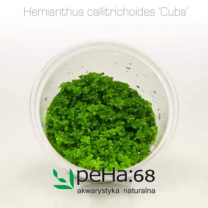Hemianthus callitrichoides