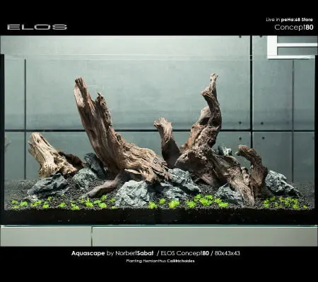 Elos Concept80 - Hemianthus callitrichoides