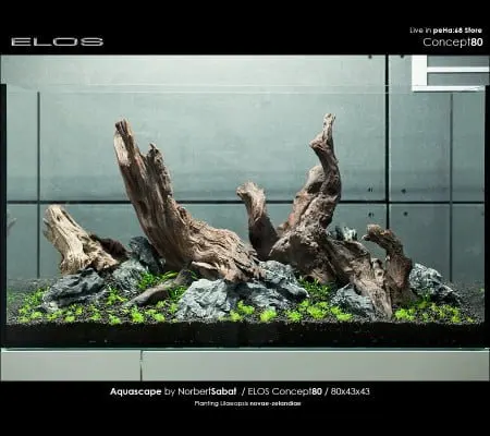 Elos Concept80 - lilaeopsis novae-zelandiae