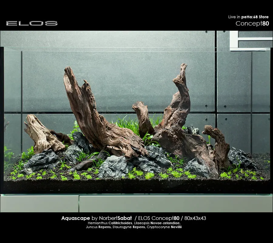 Elos Concept80 - Juncus repens, Staurogyne repens, Cryptocoryne nevillii