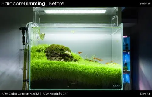 Hardcore Trimming - Utricularia graminifolia
