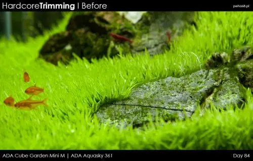 Hardcore Trimming - Utricularia graminifolia