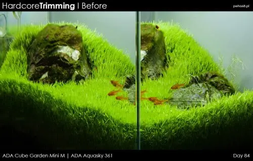 Hardcore Trimming - Utricularia graminifolia
