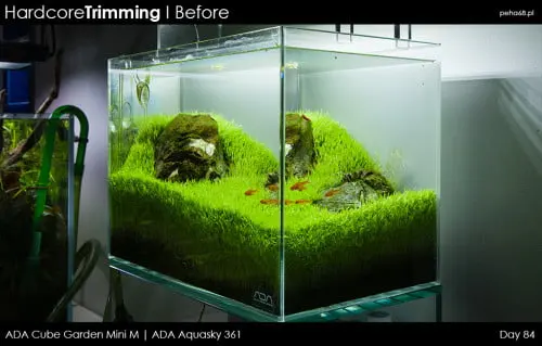 Hardcore Trimming - Utricularia graminifolia