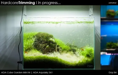 Hardcore Trimming - Utricularia graminifolia