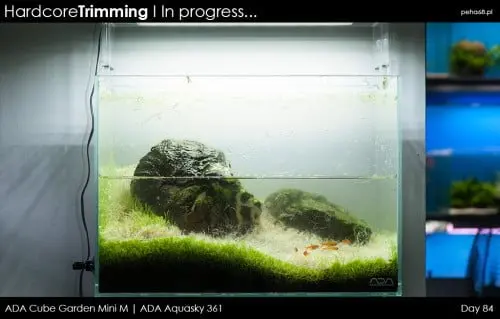 Hardcore Trimming - Utricularia graminifolia