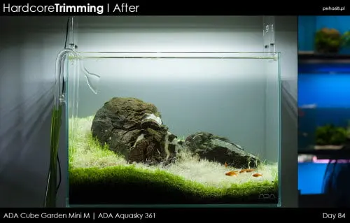 Hardcore Trimming - Utricularia graminifolia