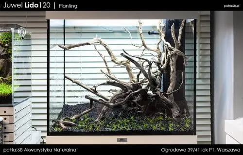 Lido 120 - Planting