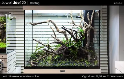 Lido 120 - Planting
