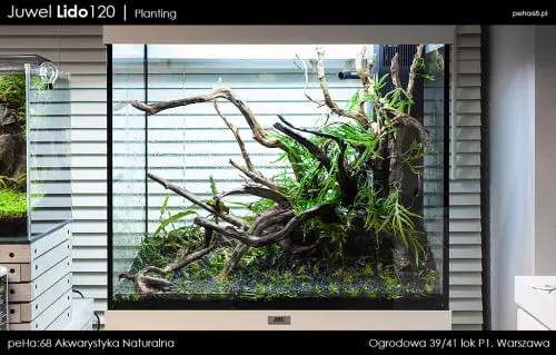 Lido 120 - Planting