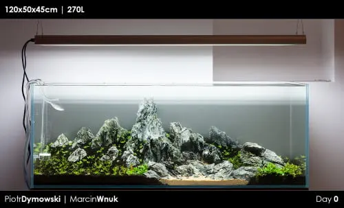 120x50x45 - Day 0 - 12
