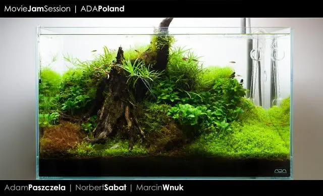 ADA Cube Garden 60P