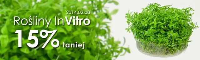 promocja rośliny in vitro