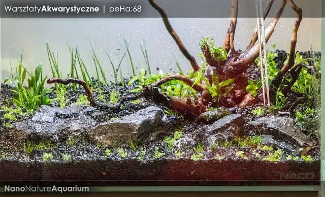 Warsztaty akwarystyczne - Nano Nature Aquarium 024