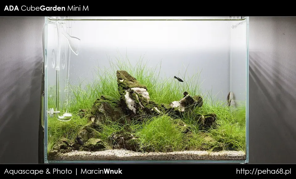 Iwagumi - ADA Cube Garden Mini M