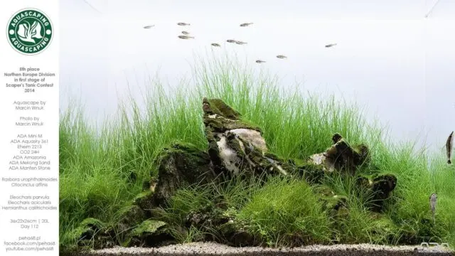 Iwagumi - ADA Mini M