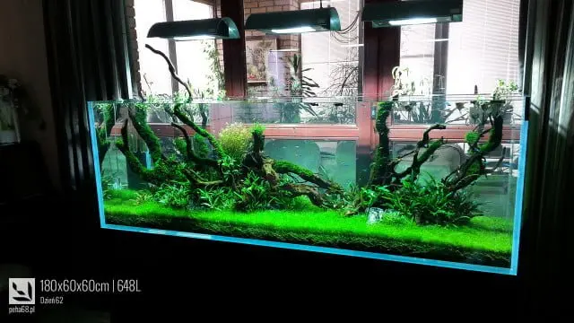 Akwarium Naturalne 648L