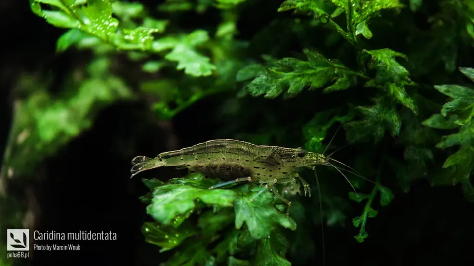 Krewetka Amano (Caridina multidentata)