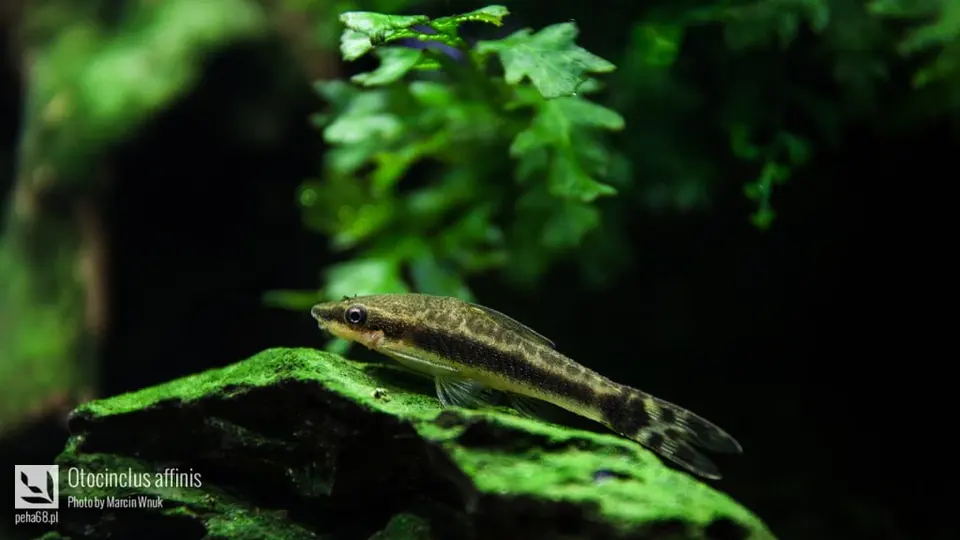 Otocinclus affinis