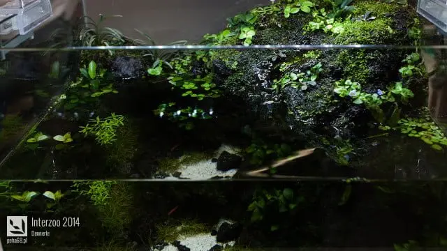 Interzoo 2014 - Dennerle