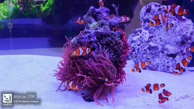 Interzoo 2014 - ELOS