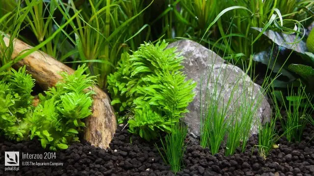 Interzoo 2014 - ELOS