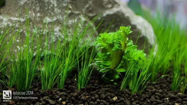 Interzoo 2014 - ELOS