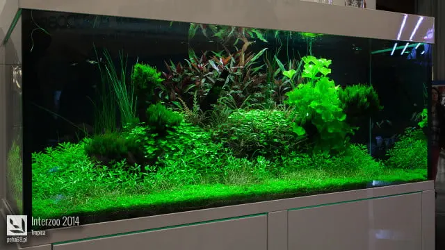 Interzoo 2014 - Tropica