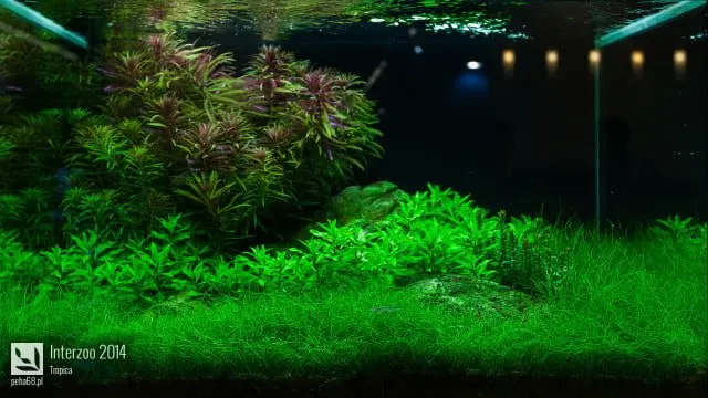 Interzoo 2014 - Tropica