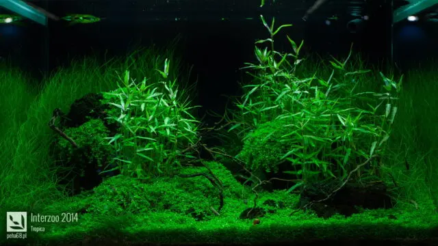 Interzoo 2014 - Tropica