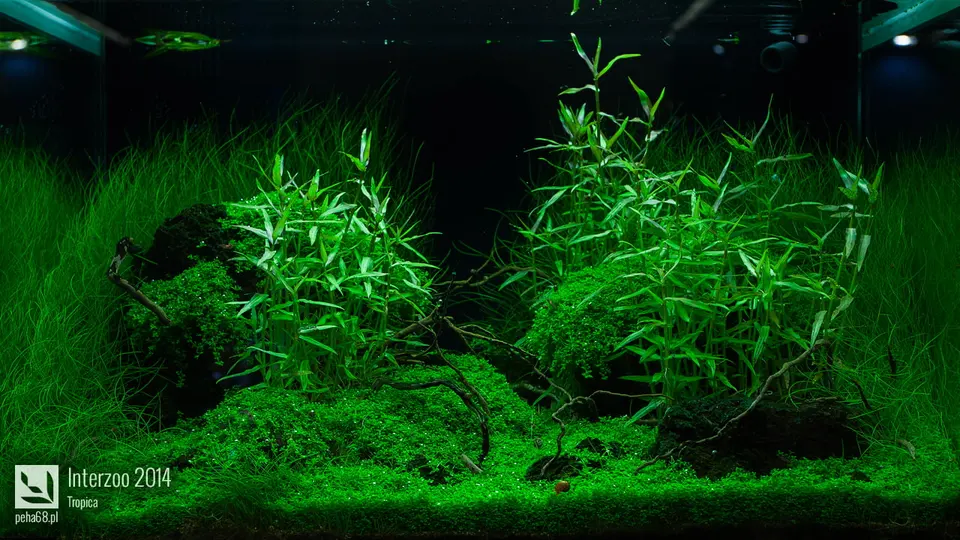 Interzoo 2014 - Tropica