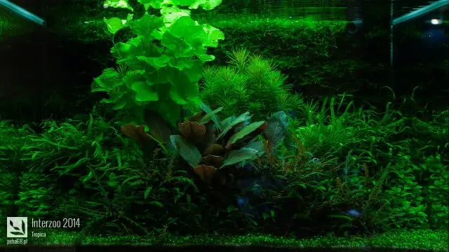 Interzoo 2014 - Tropica