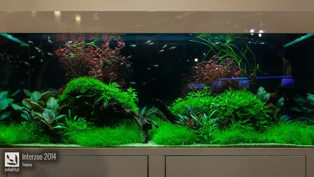Interzoo 2014 - Tropica