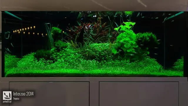 Interzoo 2014 - Tropica