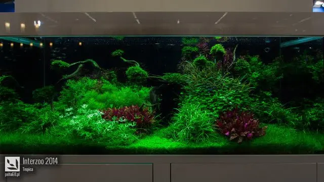 Interzoo 2014 - Tropica