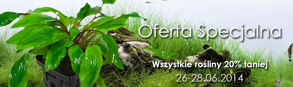 Oferta Specjalna - rośliny 20% taniej