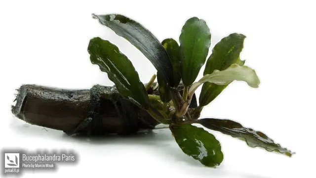 05 Bucephalandra Paris